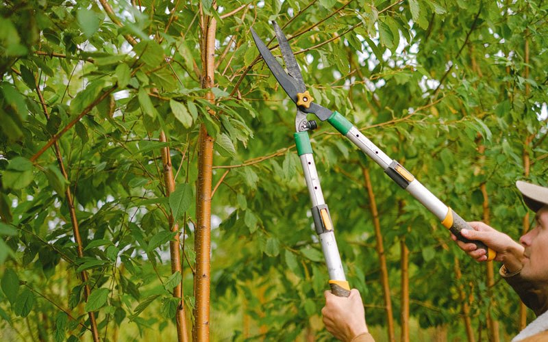 Tree trimming in Fultonville, NY
